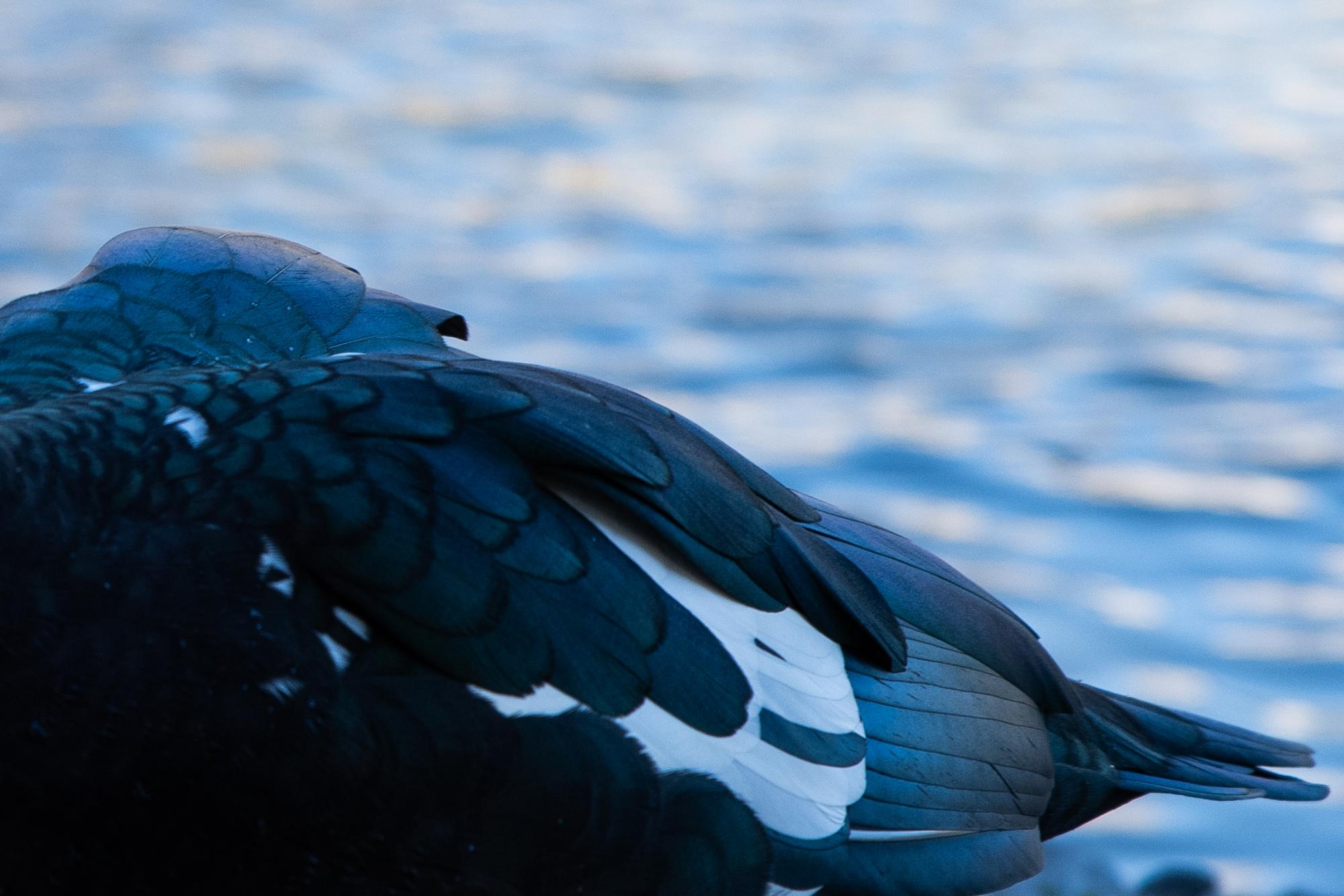 PHOTOS: LSU campus ducks