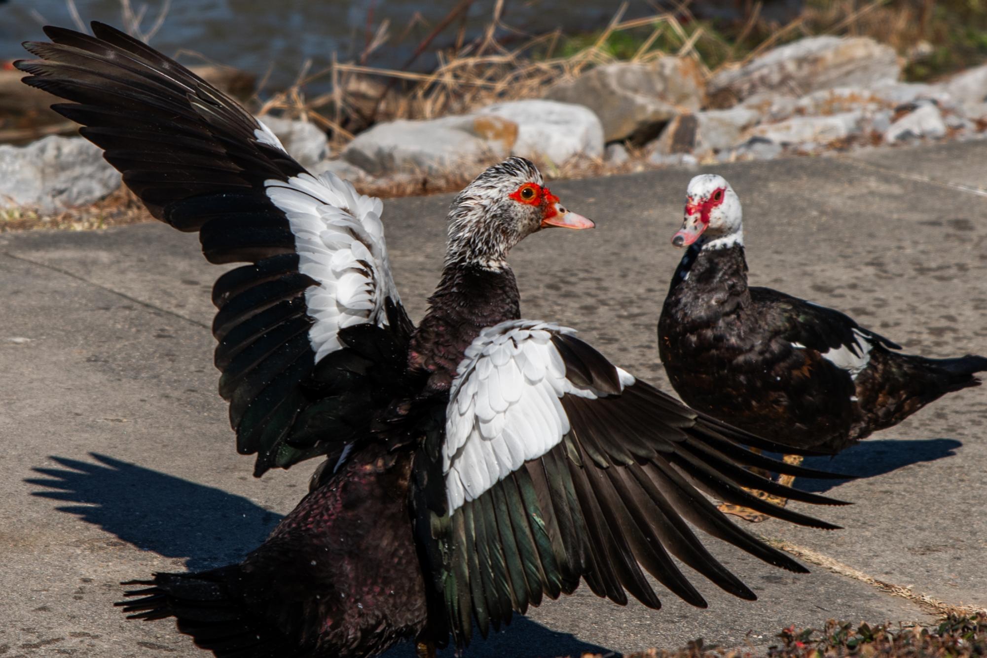 PHOTOS: LSU campus ducks