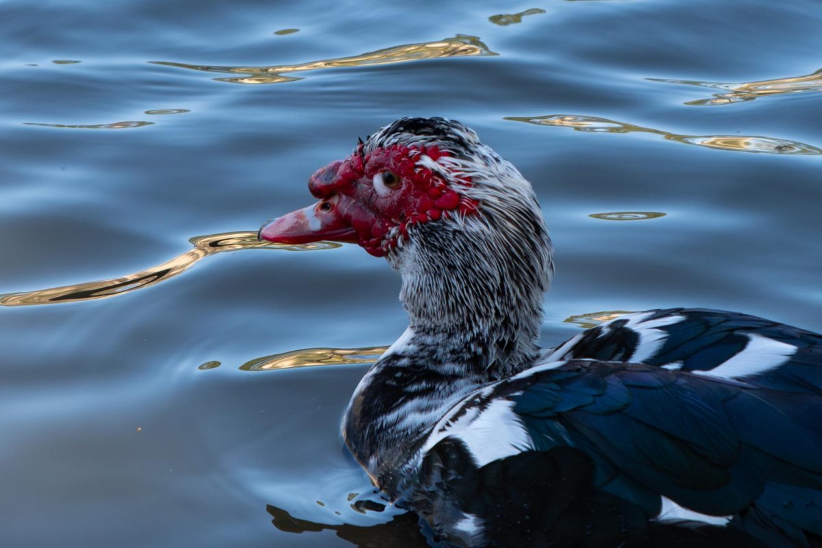 A Muscovy duck swims in the Campus Lake on Saturday, Jan. 31, 2026, on LSU’s campus in Baton Rouge, La.