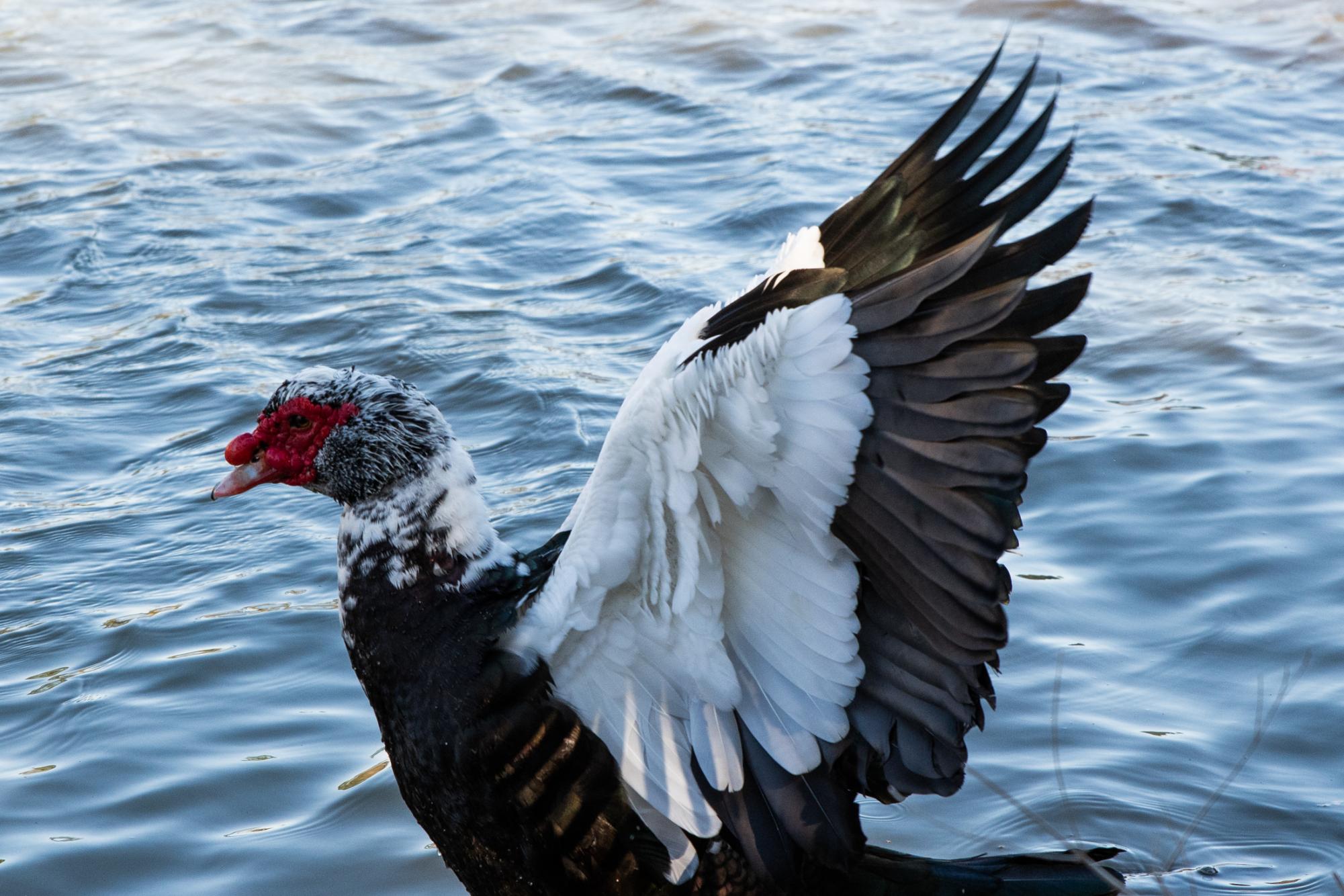 PHOTOS: LSU campus ducks