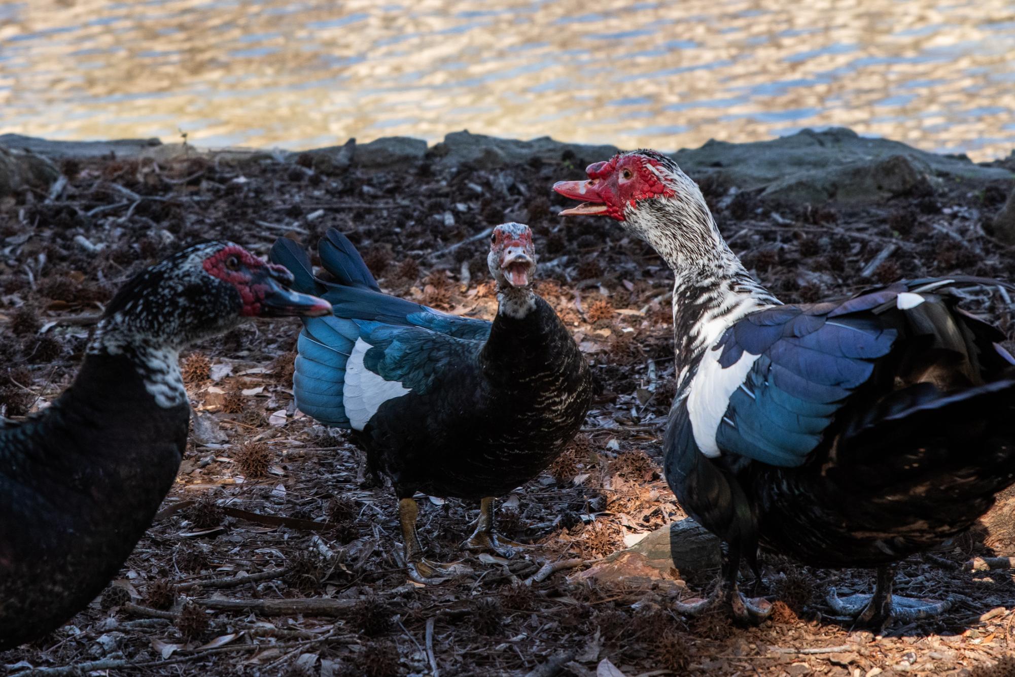 PHOTOS: LSU campus ducks