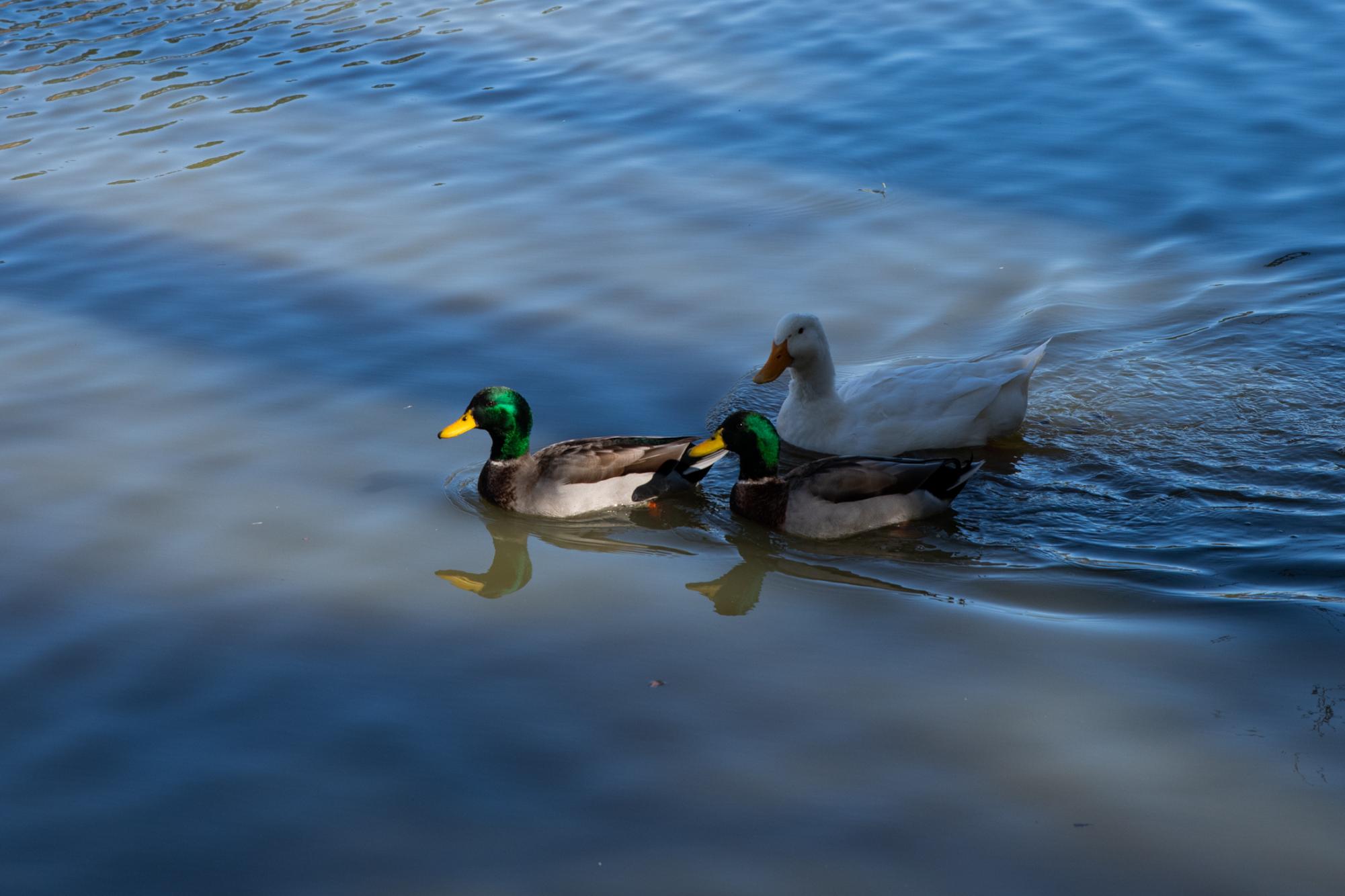 PHOTOS: LSU campus ducks