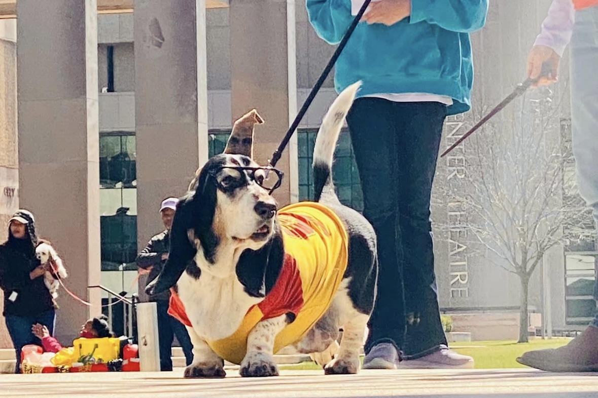 A dog competes in the Krewe of Mystic Mutts Parade costume contest on Feb. 22, 2026 at Galvez Plaza in Baton Rouge, La. (Courtesy of CAAWS).