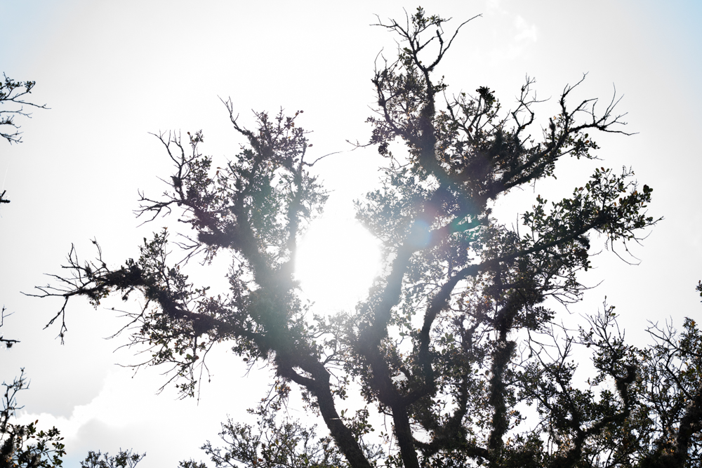 PHOTOS: Silhouettes around LSU campus