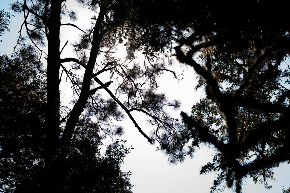 PHOTOS: Silhouettes around LSU campus