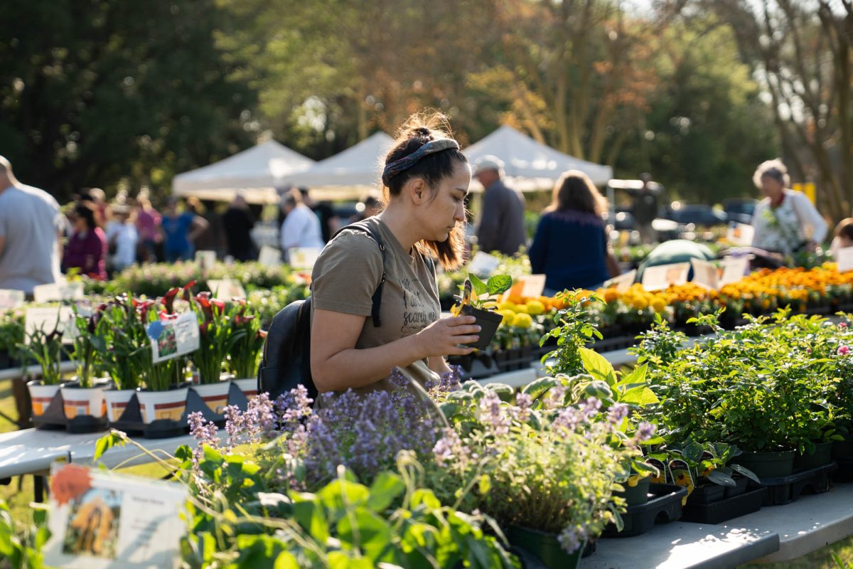 Festival goer picks up a plant Saturday, March 28, 2026, during the Spring Garden Festival at the LSU AgCenter Botanic Gardens on Essen Lane in Baton Rouge, La.