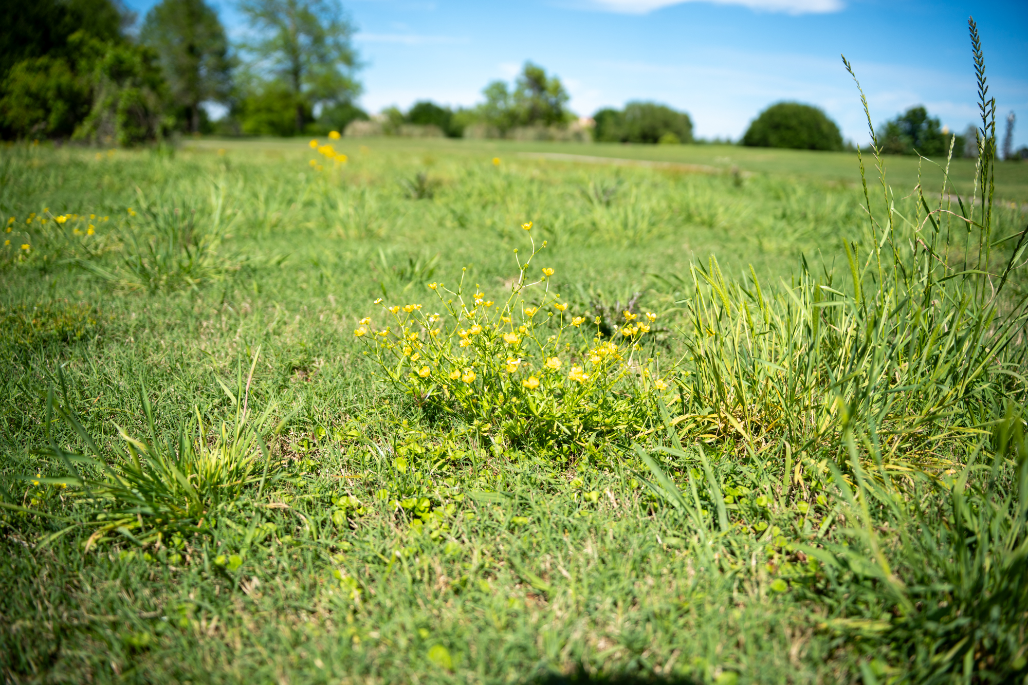 The LSU Golf Course is set to close soon. See photos before it's gone