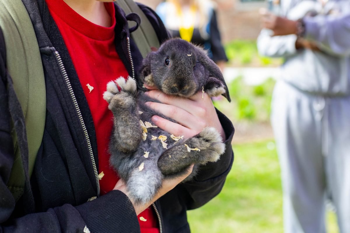 The bunny is held Friday, April 17, 2026, outside the LSU Dairy Store in Baton Rouge, La.