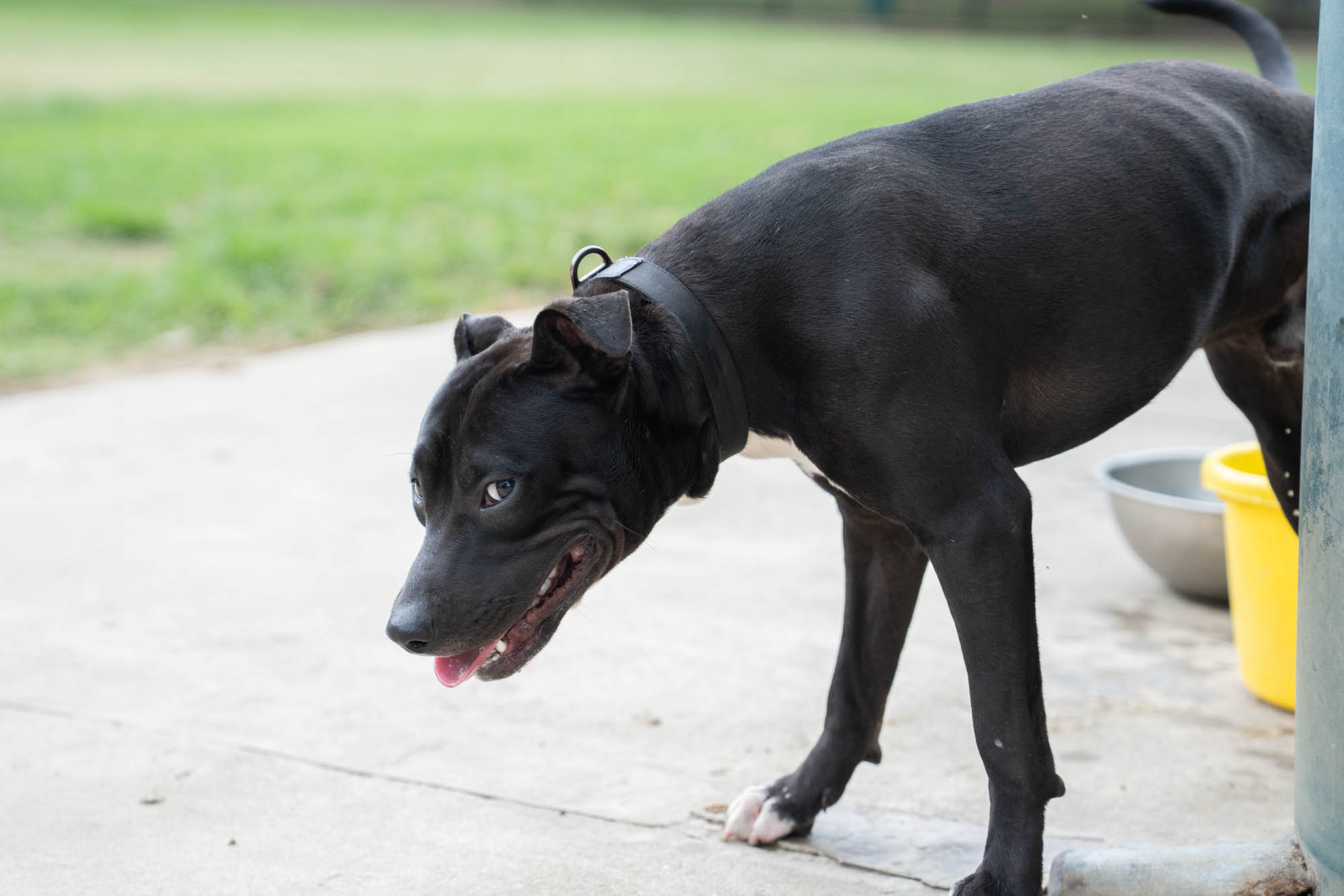 PHOTOS: Scenes from dog parks around Baton Rouge