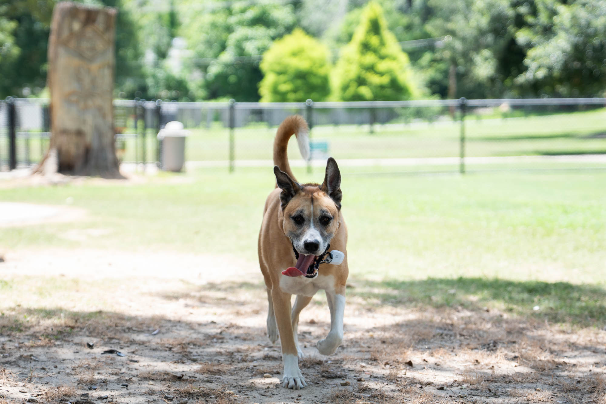 PHOTOS: Scenes from dog parks around Baton Rouge
