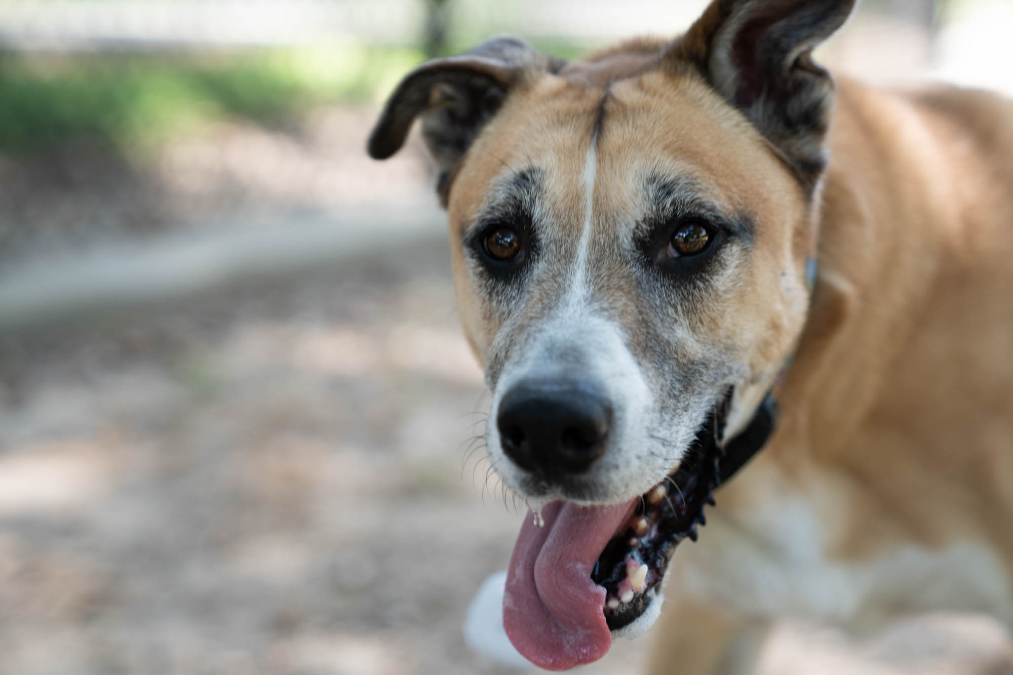 PHOTOS: Scenes from dog parks around Baton Rouge