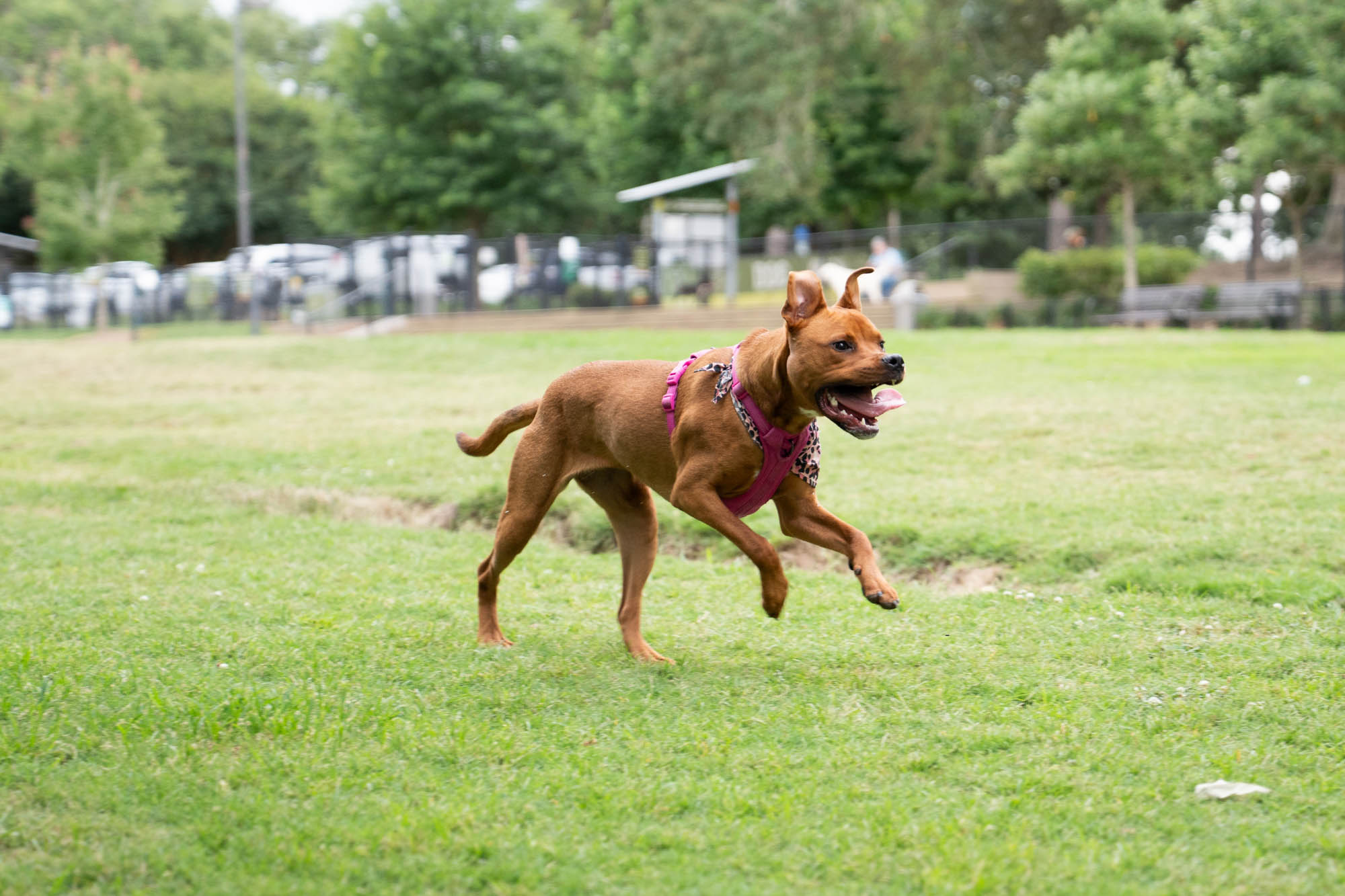 PHOTOS: Scenes from dog parks around Baton Rouge