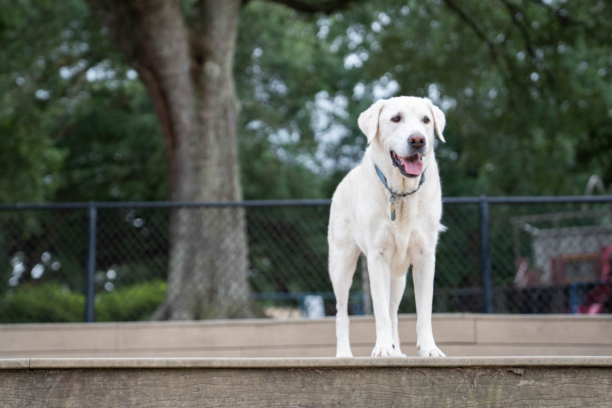 PHOTOS: Scenes from dog parks around Baton Rouge