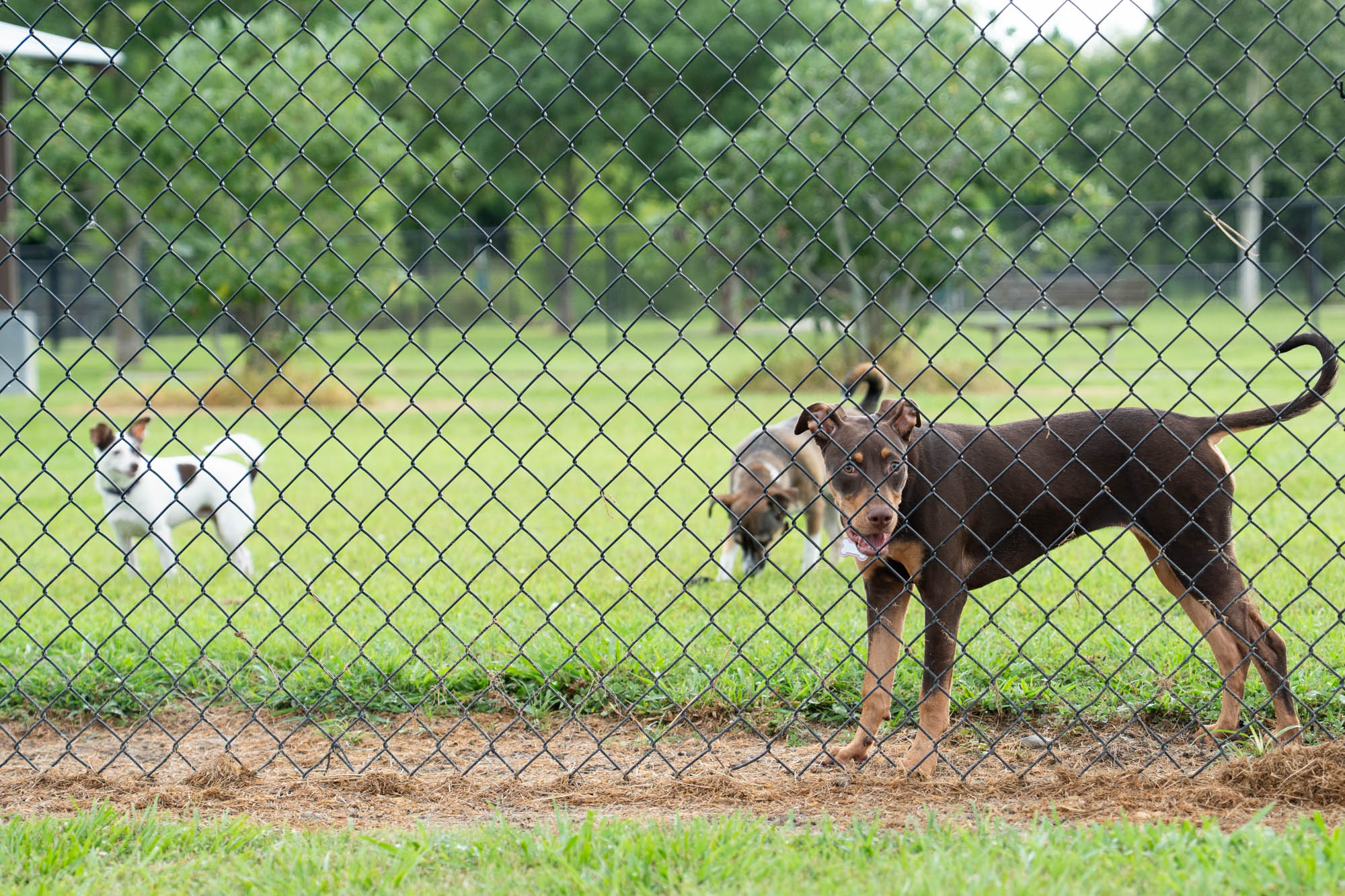 PHOTOS: Scenes from dog parks around Baton Rouge