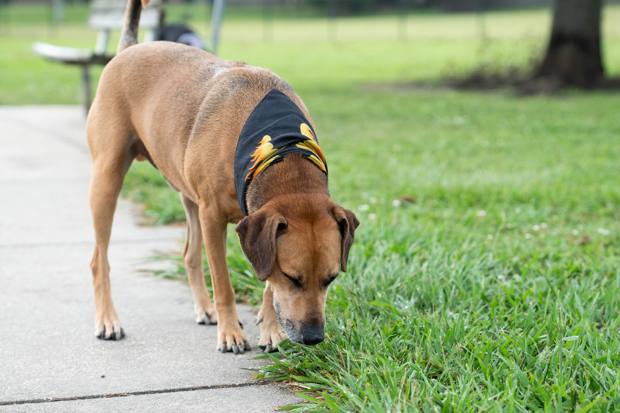 PHOTOS: Scenes from dog parks around Baton Rouge