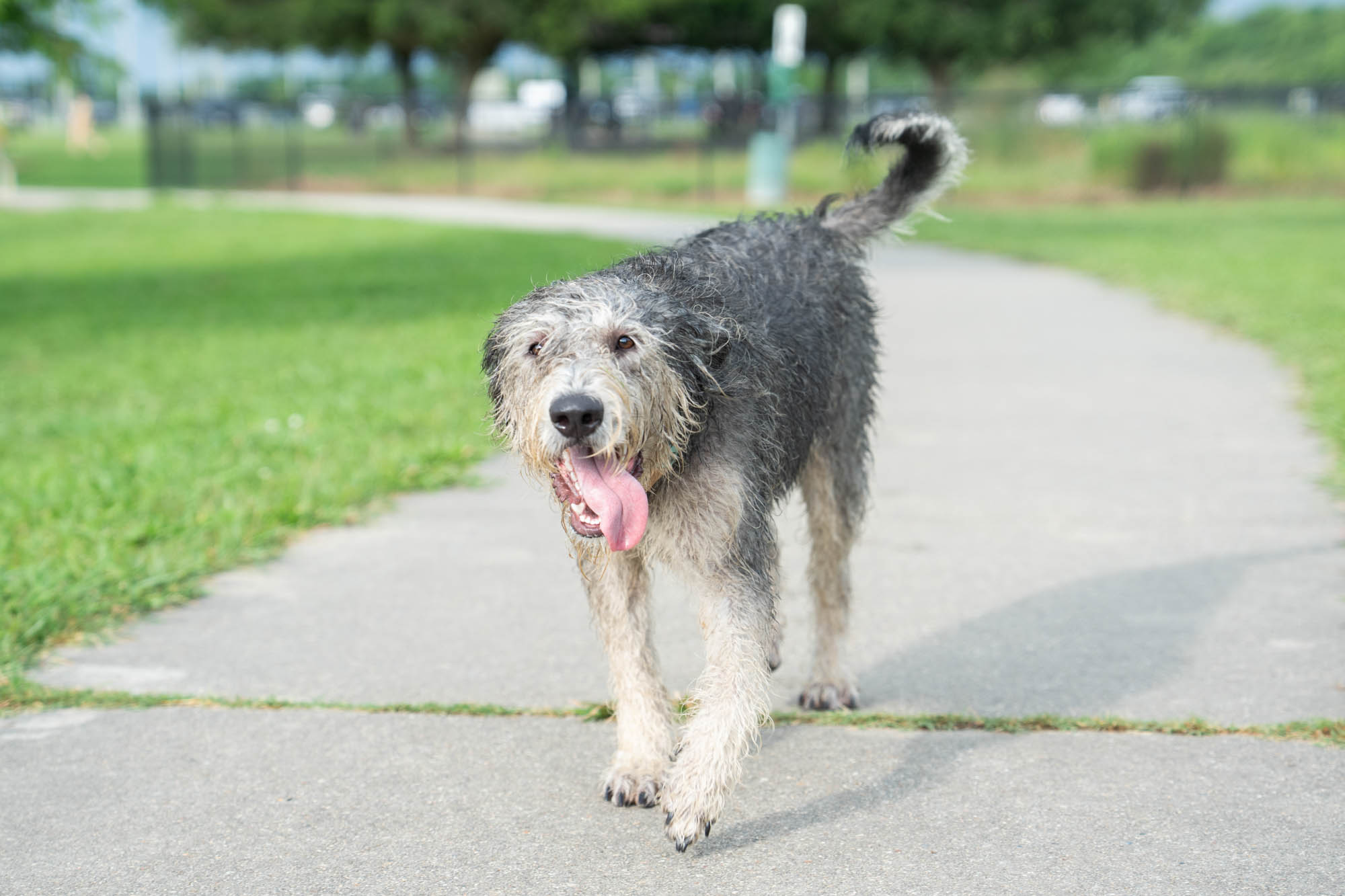 PHOTOS: Scenes from dog parks around Baton Rouge