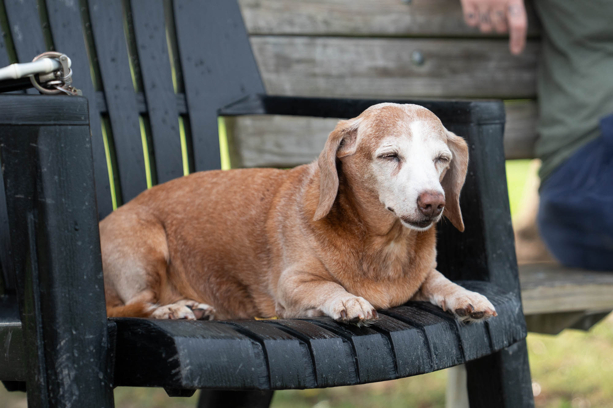 PHOTOS: Scenes from dog parks around Baton Rouge