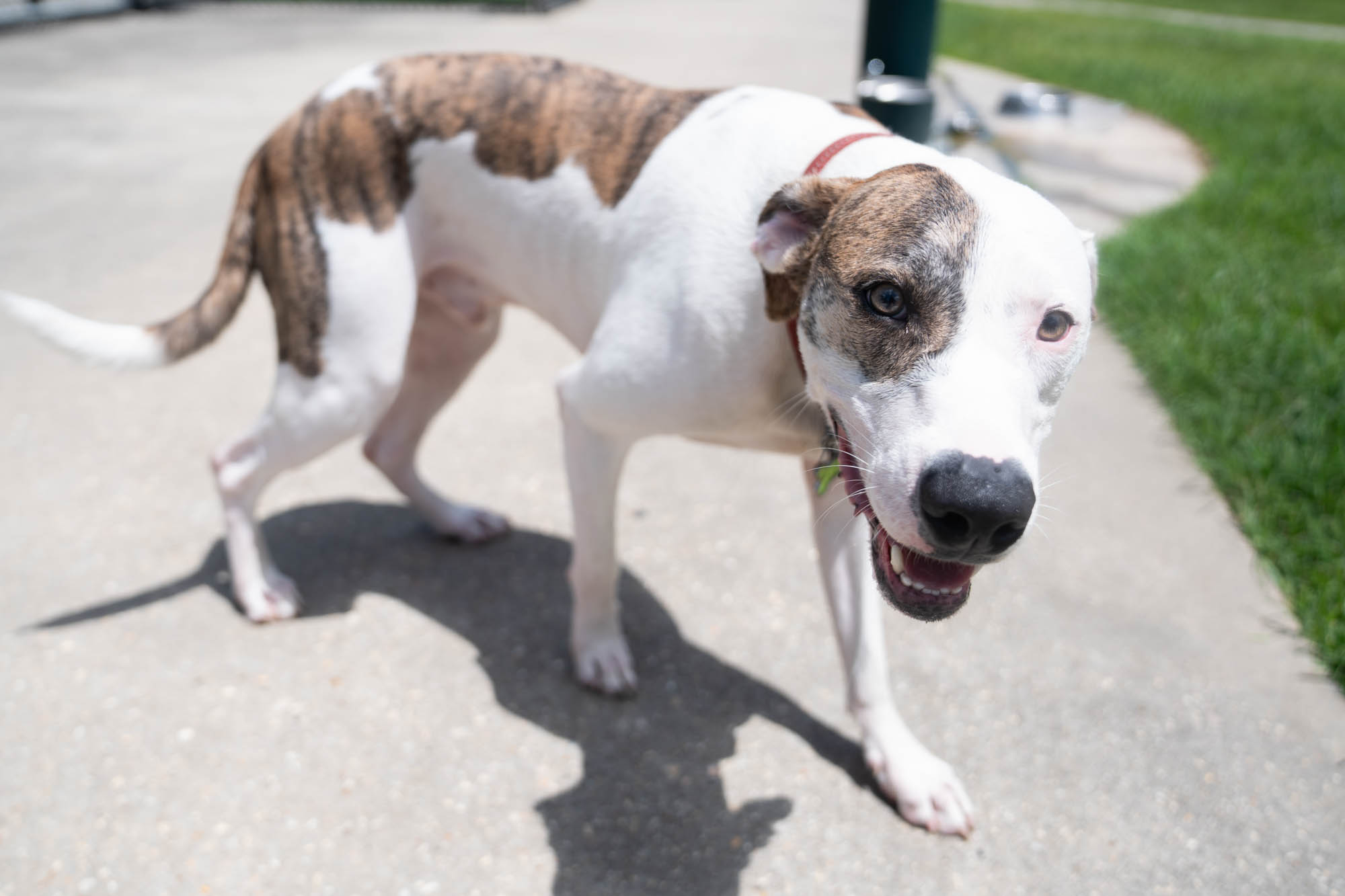 PHOTOS: Scenes from dog parks around Baton Rouge