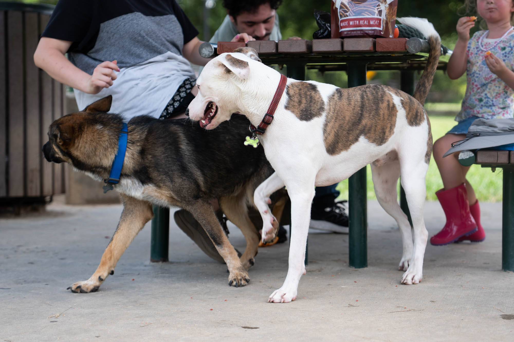 PHOTOS: Scenes from dog parks around Baton Rouge
