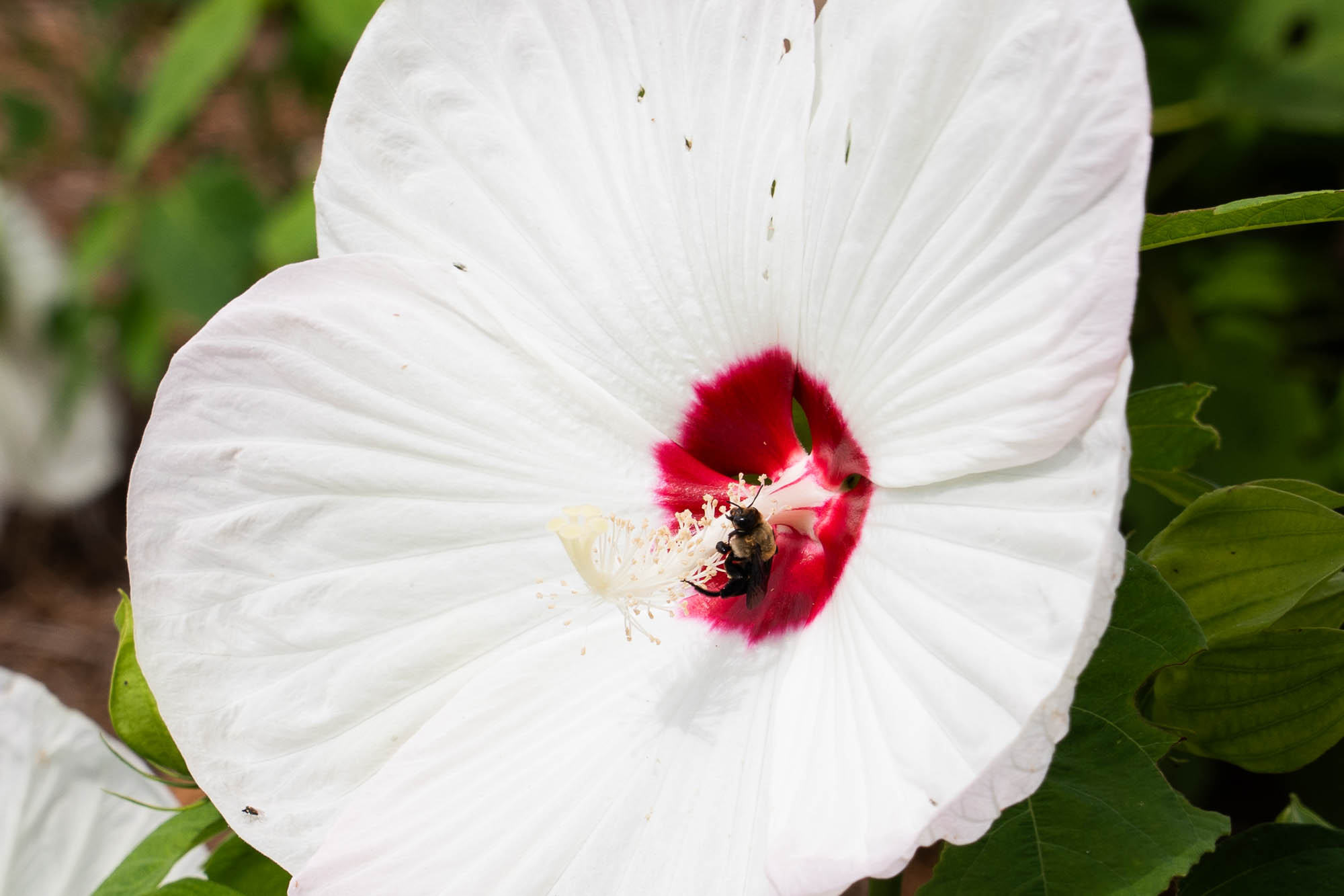See the blooms on display at the LSU AgCenter Botanic Gardens