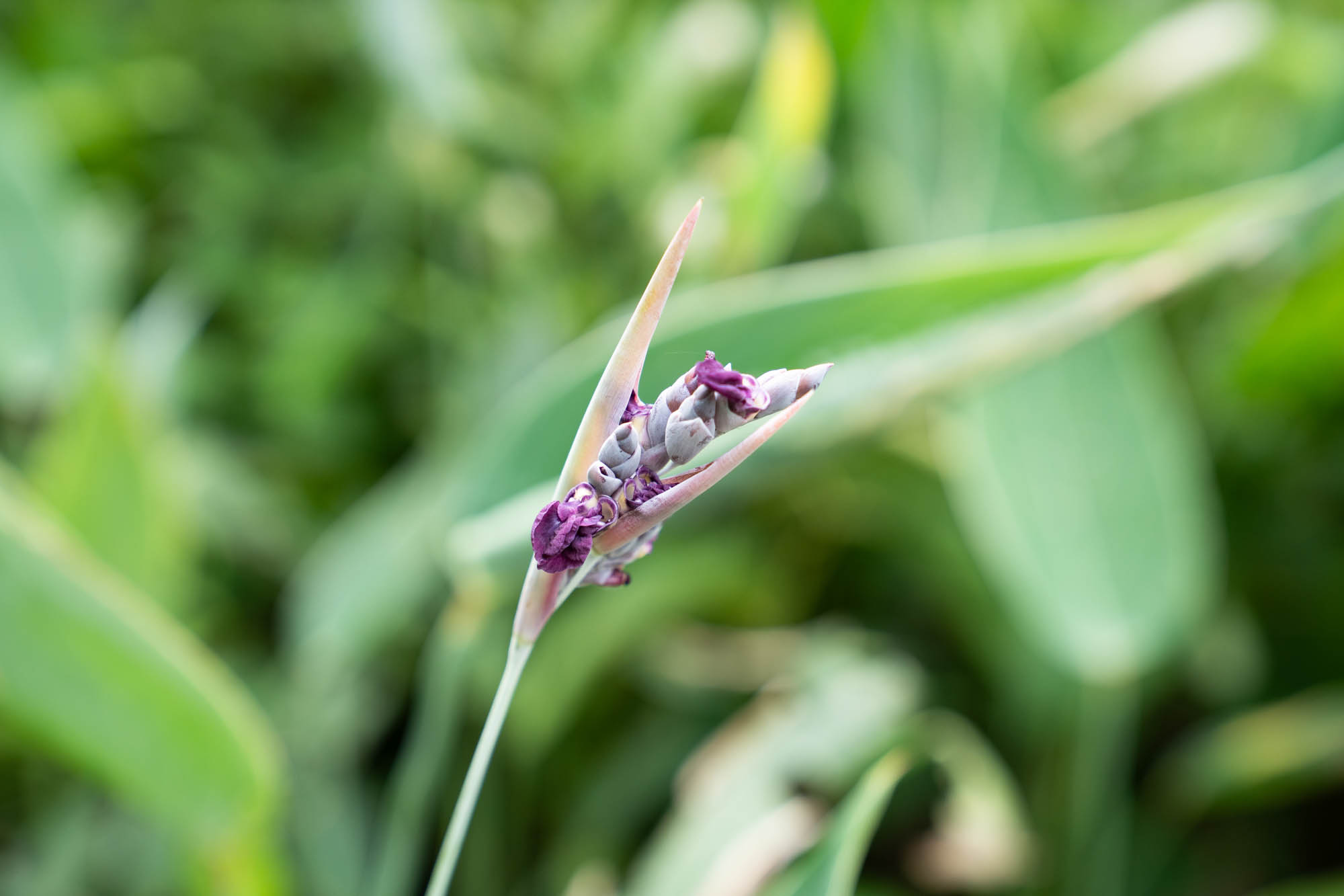 See the blooms on display at the LSU AgCenter Botanic Gardens