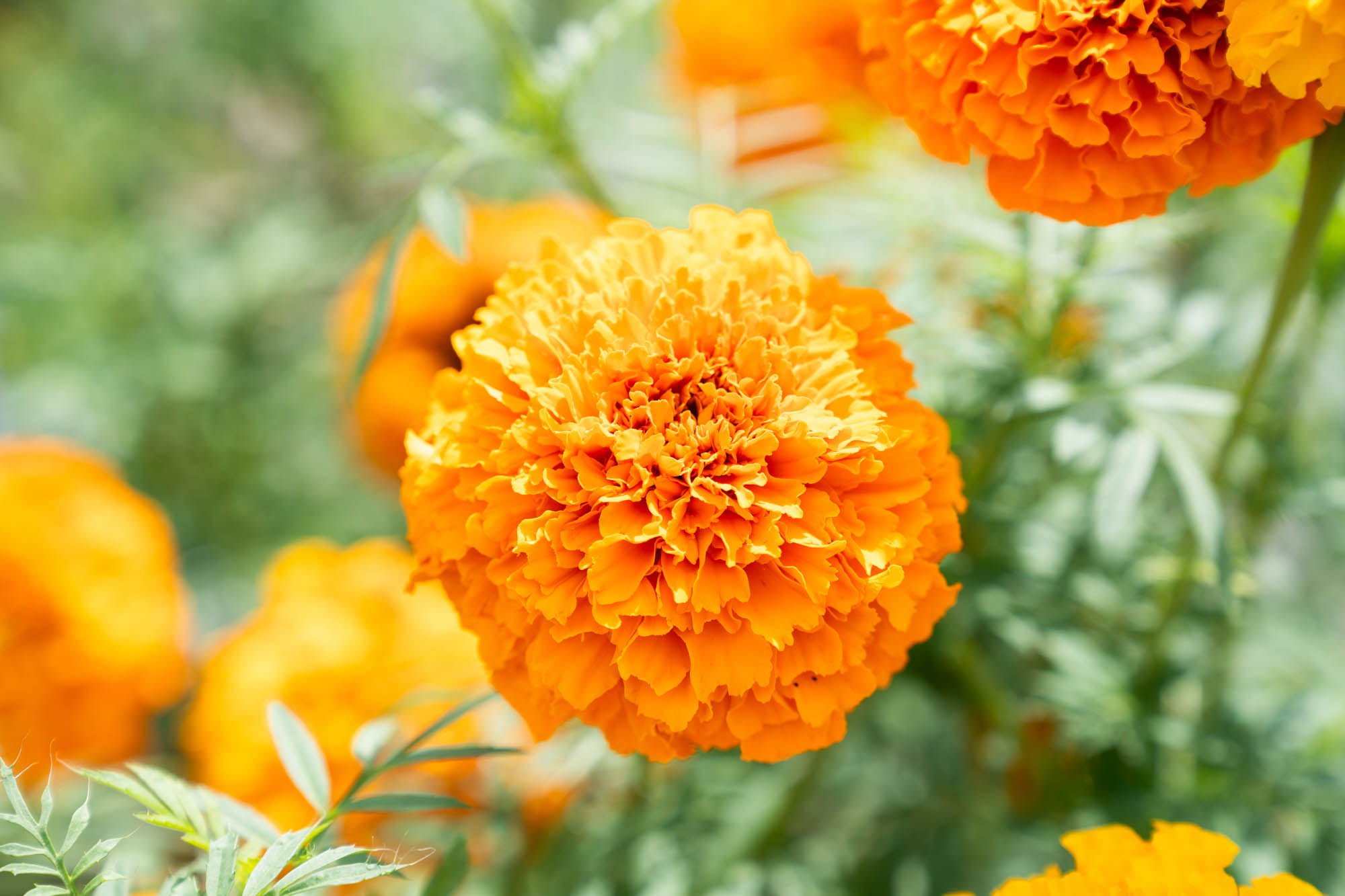See the blooms on display at the LSU AgCenter Botanic Gardens