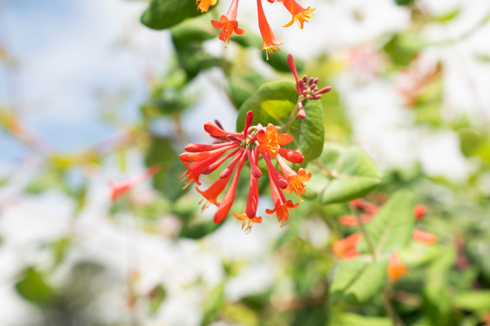 See the blooms on display at the LSU AgCenter Botanic Gardens