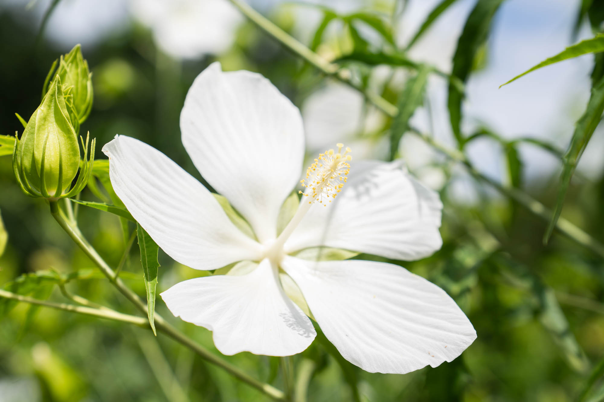 See the blooms on display at the LSU AgCenter Botanic Gardens