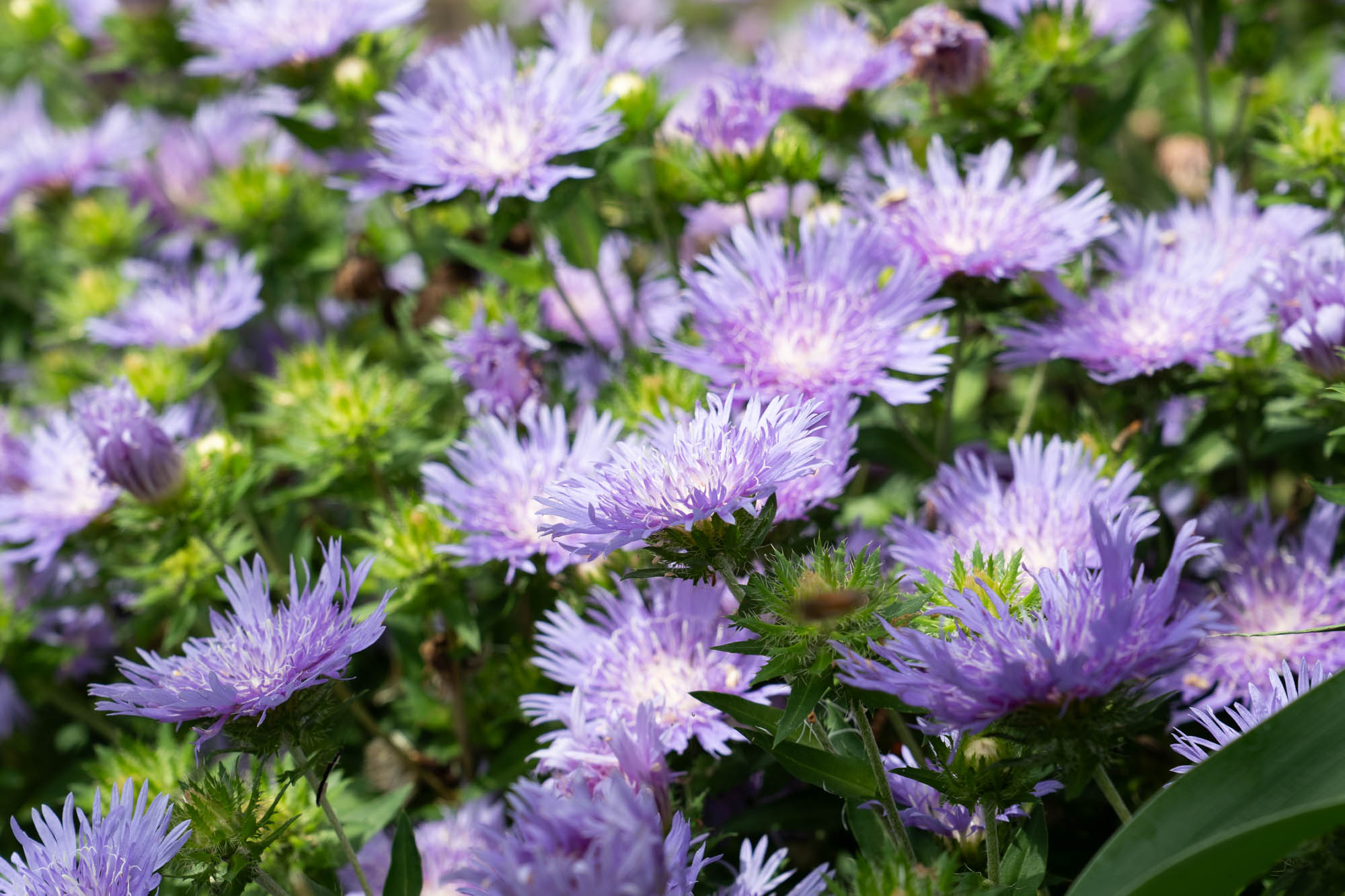 See the blooms on display at the LSU AgCenter Botanic Gardens