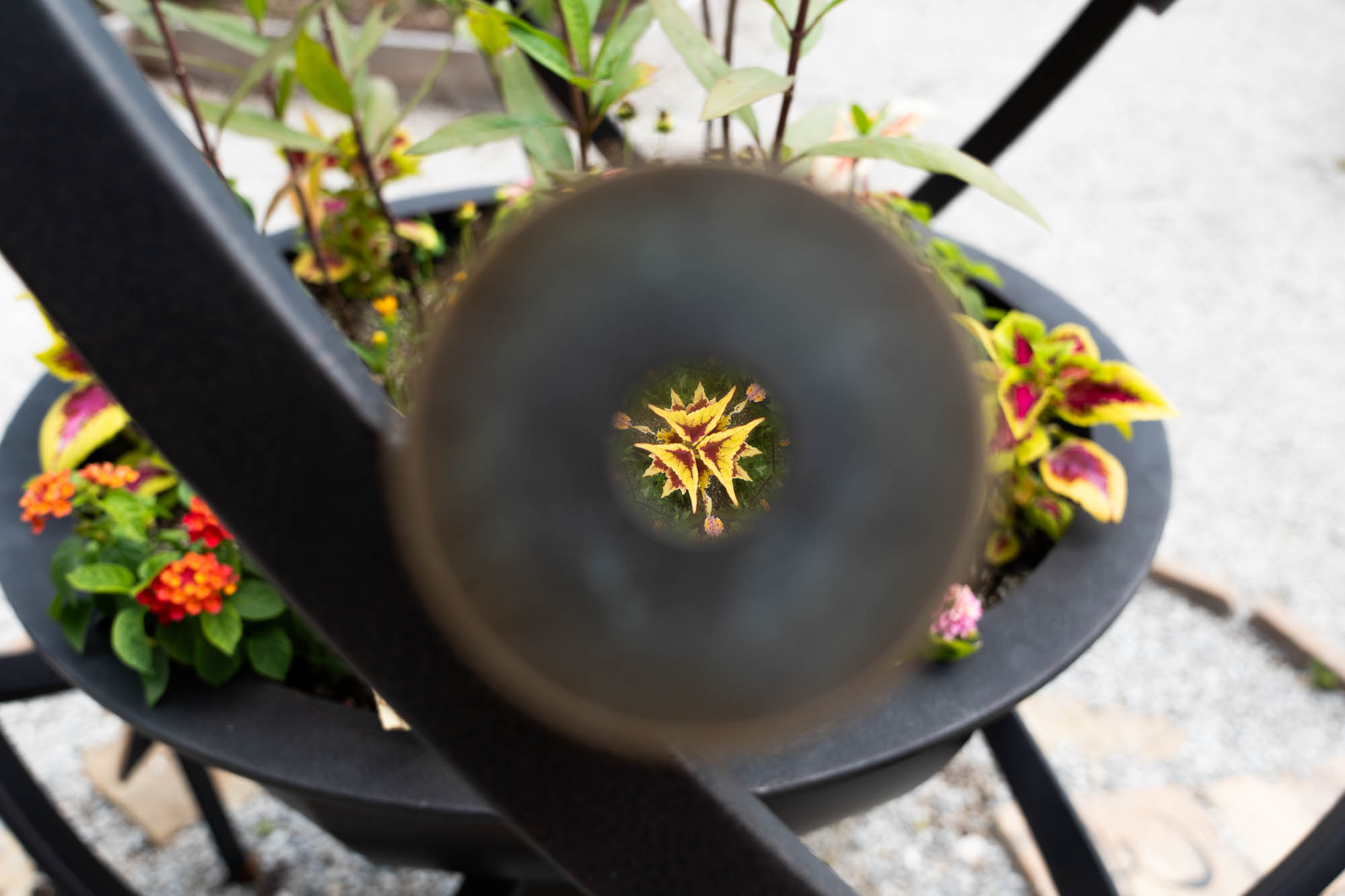 See the blooms on display at the LSU AgCenter Botanic Gardens