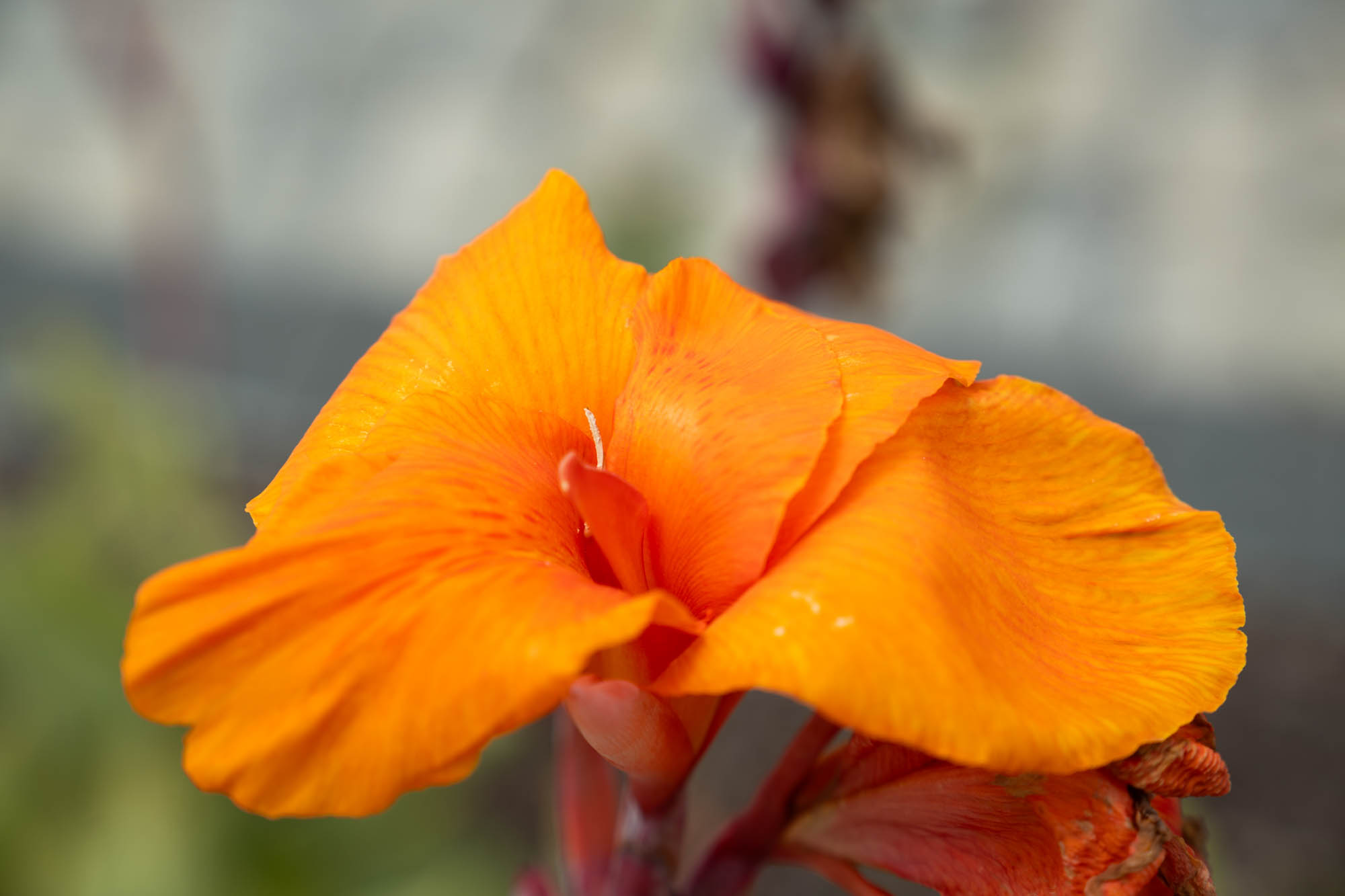 See the blooms on display at the LSU AgCenter Botanic Gardens