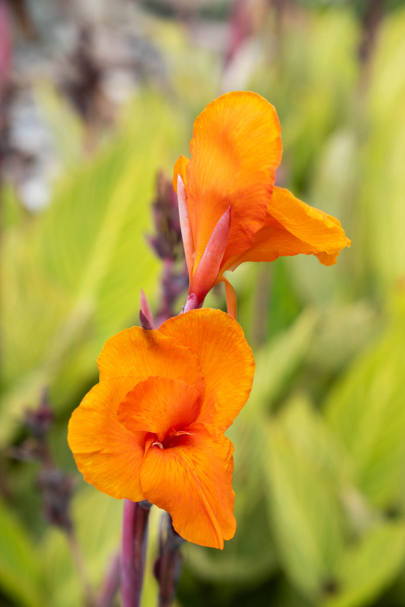 See the blooms on display at the LSU AgCenter Botanic Gardens