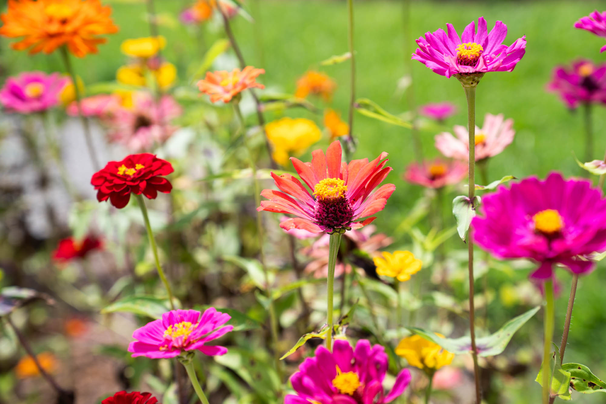 See the blooms on display at the LSU AgCenter Botanic Gardens
