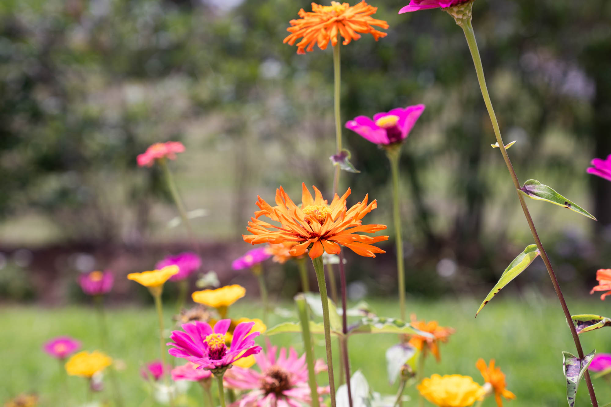 See the blooms on display at the LSU AgCenter Botanic Gardens