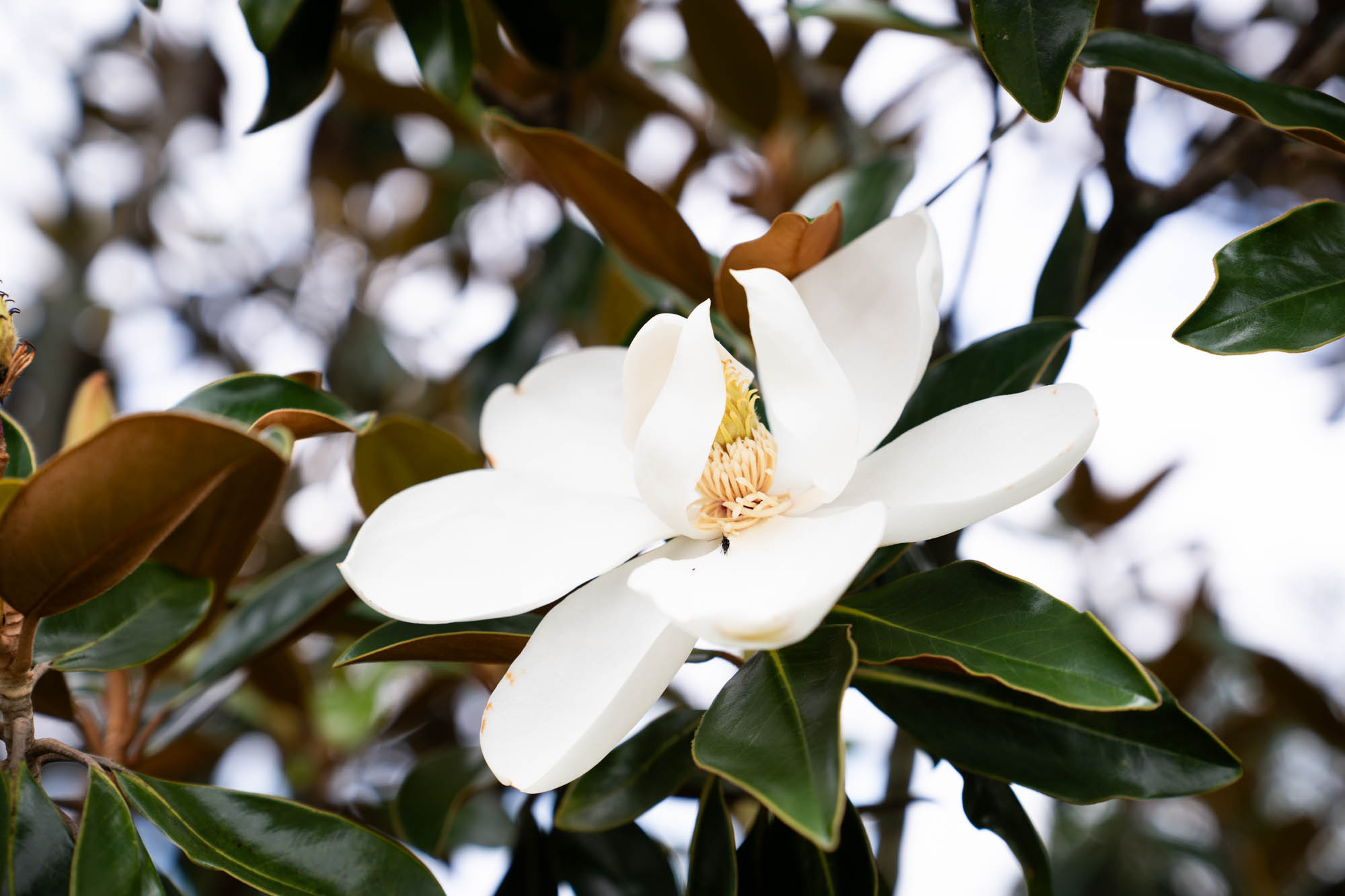 See the blooms on display at the LSU AgCenter Botanic Gardens