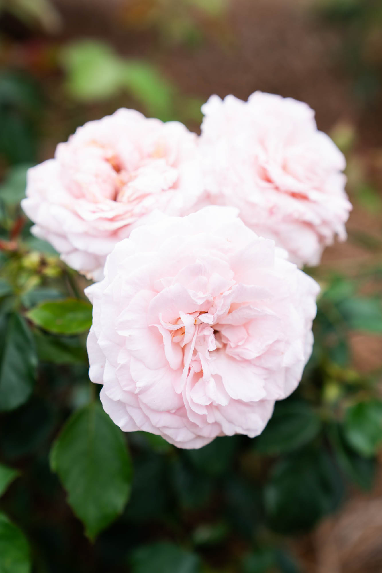 See the blooms on display at the LSU AgCenter Botanic Gardens