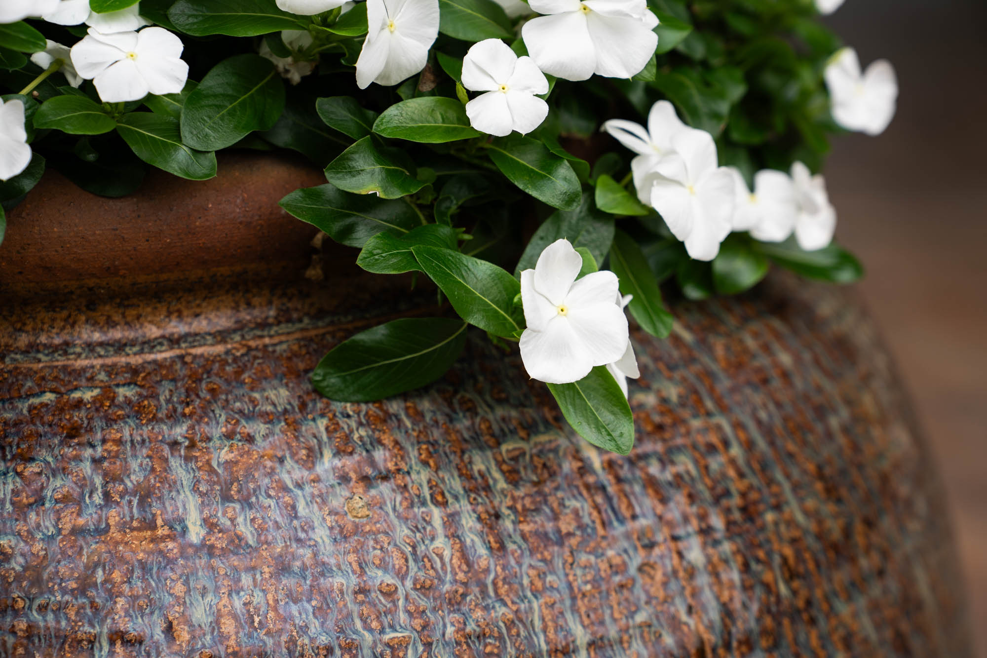 See the blooms on display at the LSU AgCenter Botanic Gardens