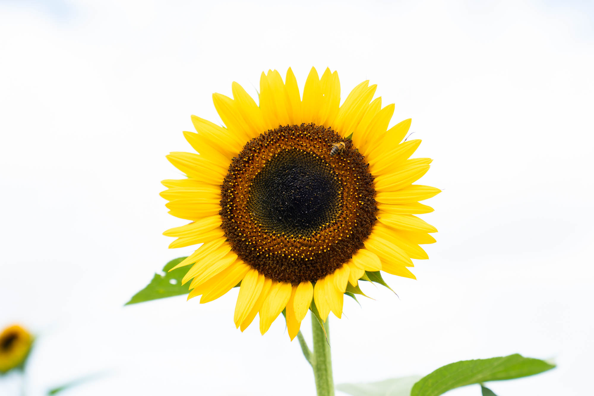 See the blooms on display at the LSU AgCenter Botanic Gardens