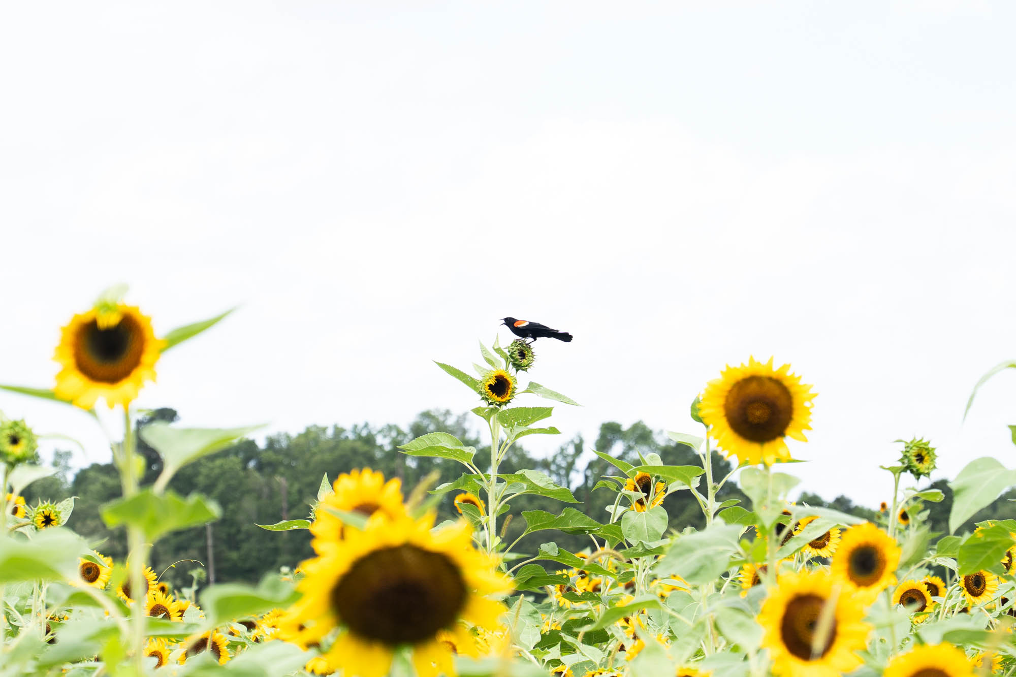 See the blooms on display at the LSU AgCenter Botanic Gardens