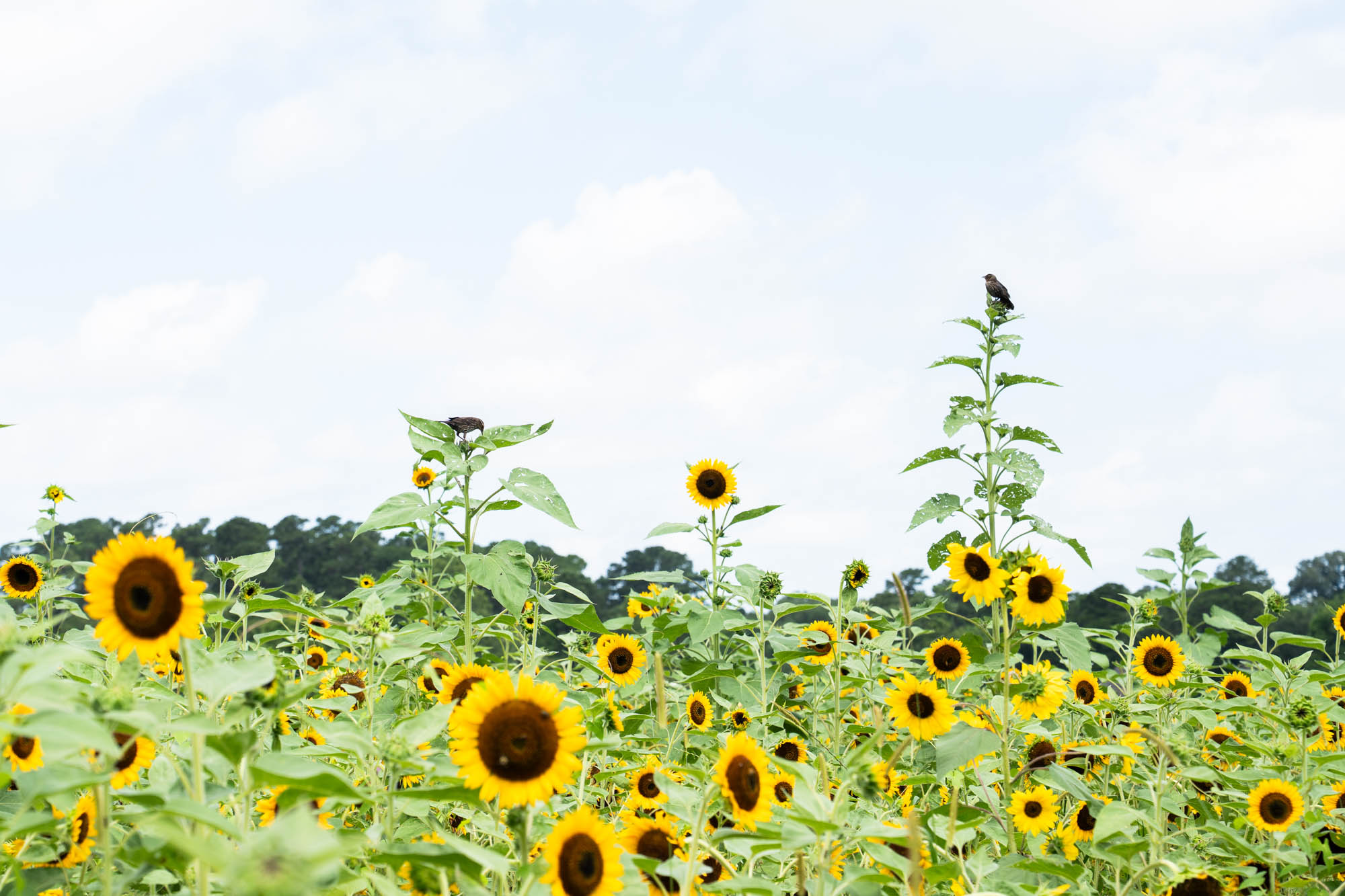 See the blooms on display at the LSU AgCenter Botanic Gardens