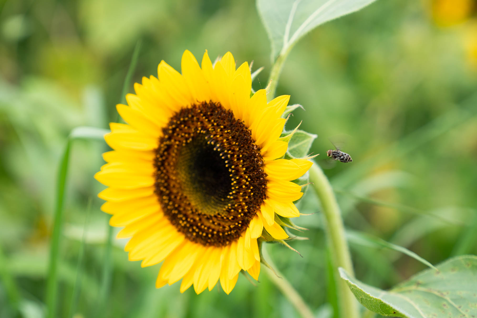 See the blooms on display at the LSU AgCenter Botanic Gardens