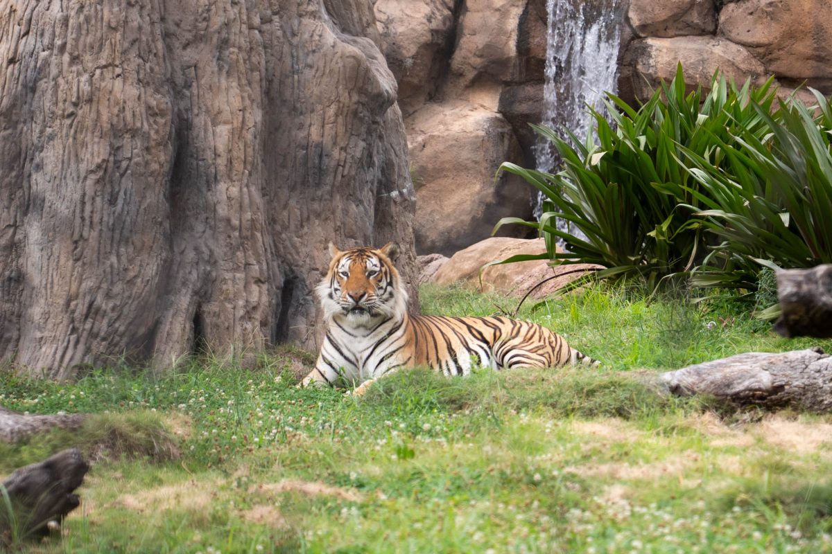 Mike the tiger lays in the grass Saturday, July 11, 2026, at Mike the Tiger’s Habitat in Baton Rouge, La.